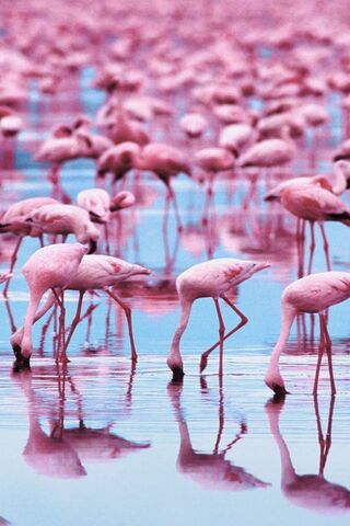 A Sea of Pink Elegance 🌸🦩