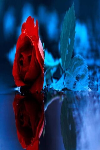 Crimson Beauty: A Rose in Reflection 🌹✨