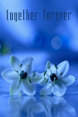 Eternal Blossoms 🌸💙