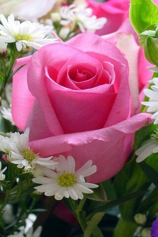 Blushing Beauty: The En..