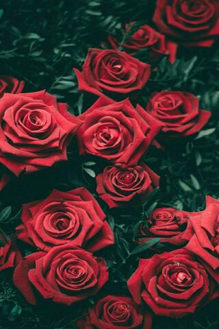 Crimson Blooms: A Love Story in Petals 🌹❤️