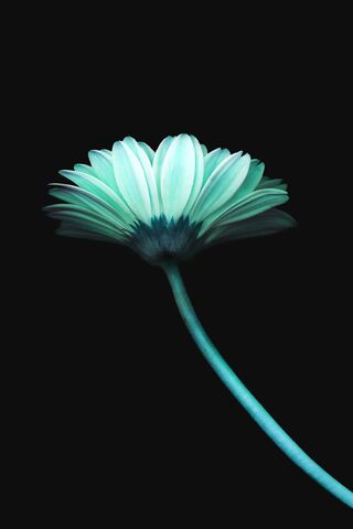 Квітка темно-синій
