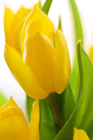 Golden Blooms: The Cheerful Tulip 🌼✨