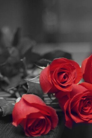 Timeless Elegance: The Allure of Red Roses 🌹✨