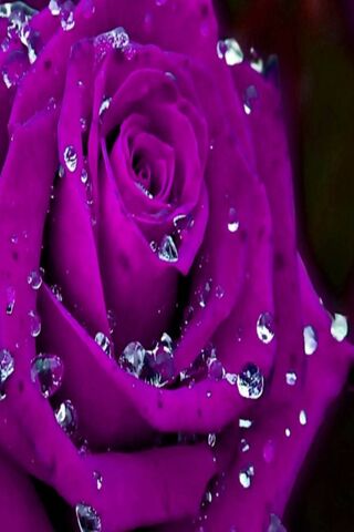 Mystical Elegance: The Purple Rose 🌹✨