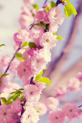Blossoms of Spring 🌸