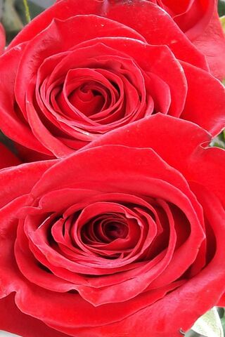 Passionate Blooms: The Allure of Red Roses 🌹❤️