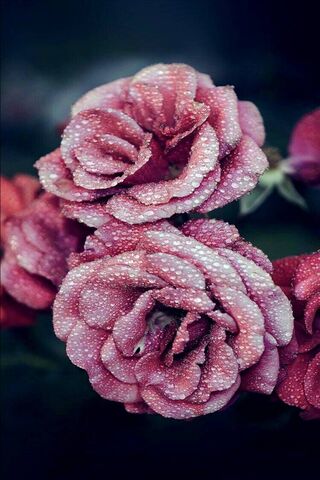 Dew-Kissed Elegance: The Beauty of Pink Roses 🌹✨