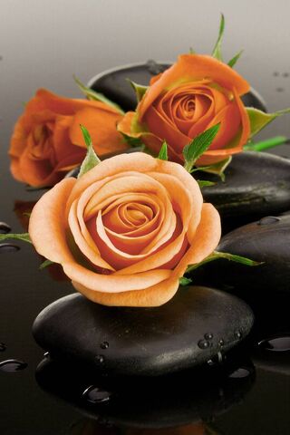 Serenity in Bloom: The ..