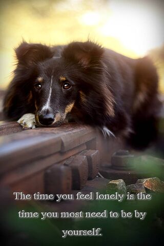 Embracing Solitude: A Canine Reflection