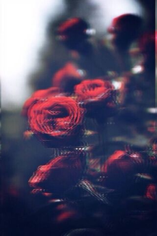 Crimson Blooms: A Dance..