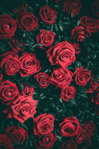 Живые розы (63 фото)