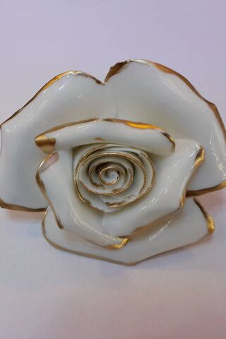 Elegance in White: The Beyaz Gul Rose 🌹✨