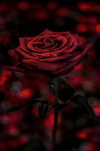 Eternal Elegance: The T..