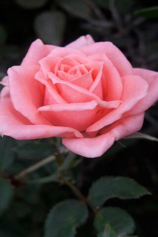 Whispers of Elegance: T..