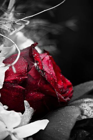 Whispers of Solitude 🌹
