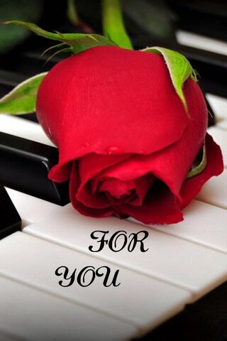 Melody of Love 🎶🌹