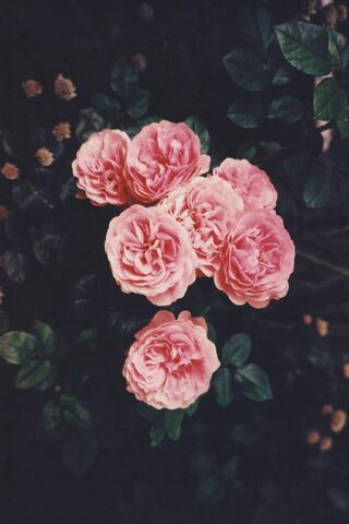 Blushing Blooms: A Rose..