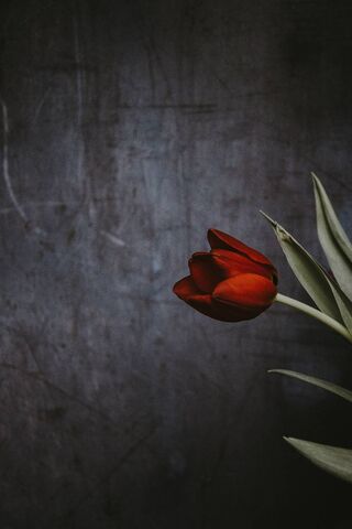 Crimson Elegance: The T..