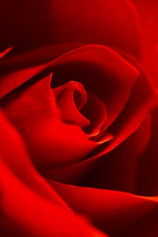 Crimson Embrace: A Floral Love Story