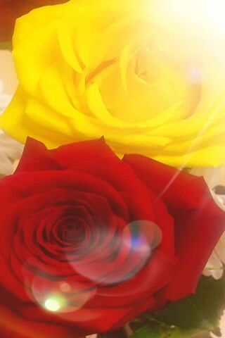 Love's Bloom: A Dance of Colors 🌹💛
