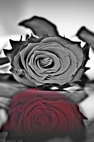 Eternal Elegance: The T..