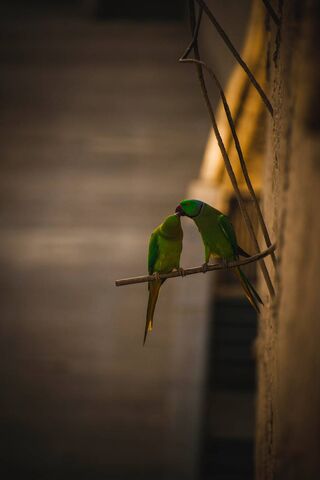 Love in the Air: A Feathered Embrace 💚💞