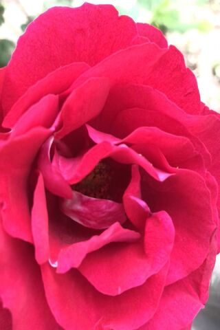 Rosy Elegance: A Blooming Beauty 🌹