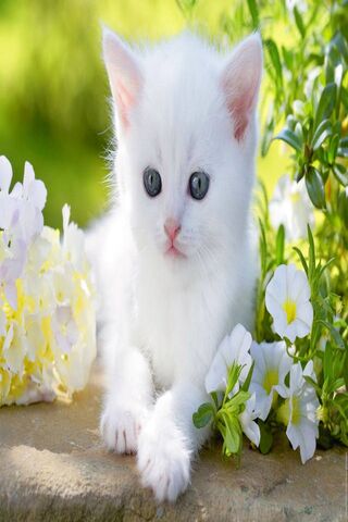 Whiskers in Bloom 🌸🐾