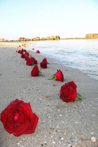 Romance by the Shore: A..