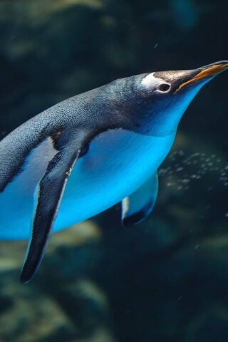 Diving into the Deep Bl..