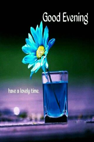 Evening Serenity 🌼✨