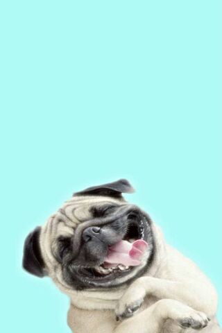 Pug-tastic Joy! 🐶✨