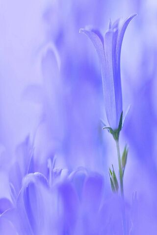 Whispers of Lavender Dreams 🌸✨