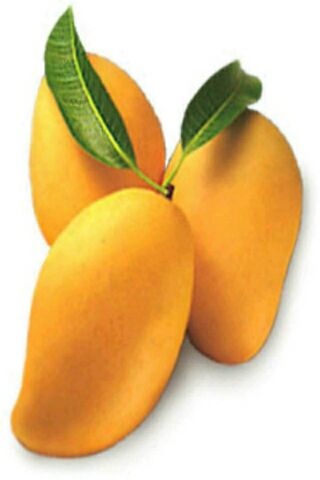 Tropical Delight: The Sweet Mangoes 🍑🌴
