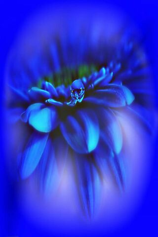 Radiant Blue Blossom 🌸✨