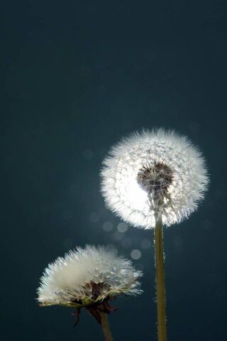 Dandelion Dreams: Nature's Whimsical Wonders 🌼✨