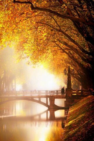 Golden Embrace of Autumn