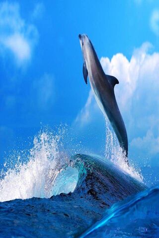 Joyful Dolphin Dance 🌊🐬