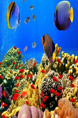 Underwater Fishes