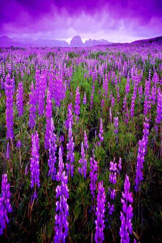 Flower Field