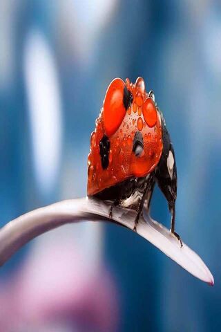 Ladybug Dew Drops