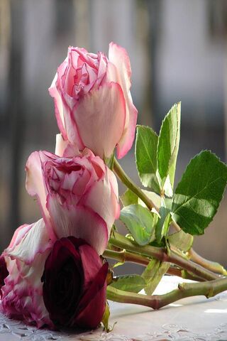 Whispers of Elegance: A..