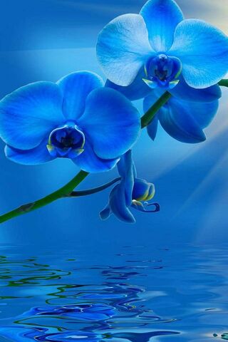 Serenity in Blue: The Orchid's Embrace 🌊💙