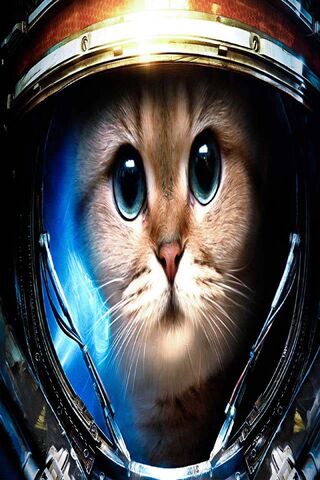 Galactic Feline Adventure 🚀🐱