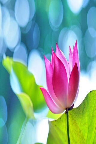 Lotus Wallpaper - Download to your mobile from PHONEKY