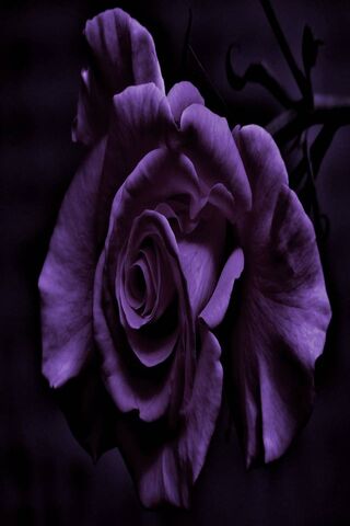 Mystical Elegance: The Purple Rose 🌹✨