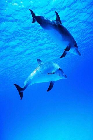 Graceful Swimmers: Dolp..