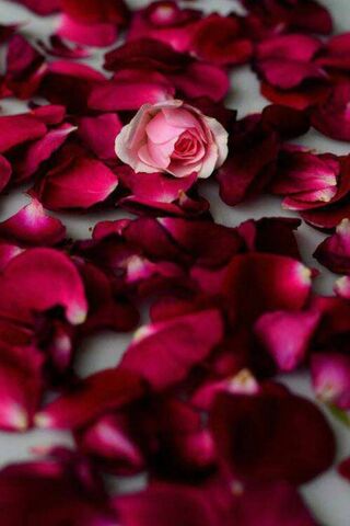 Petals of Elegance: A Rose's Embrace 🌹✨