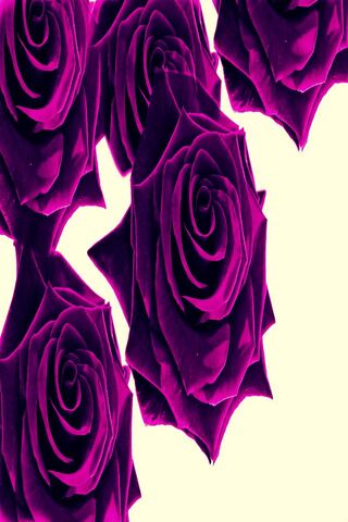 Enchanted Purple Blooms 🌹✨